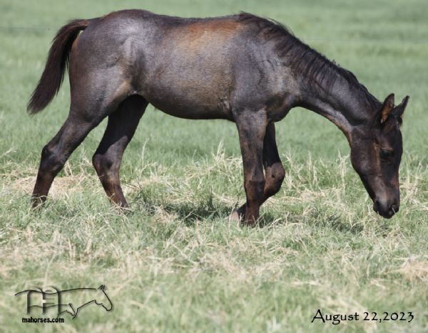 Funny B Dandy Girl's 2023 Blue Roan Filly